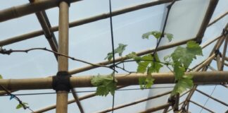 Percepatan Pelepasan Varietas Anggur Lokal Mulyandari dari Kota Depok