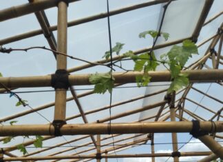 Percepatan Pelepasan Varietas Anggur Lokal Mulyandari dari Kota Depok