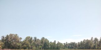 Areal Persawahan Blang Seumasang Kekeringan