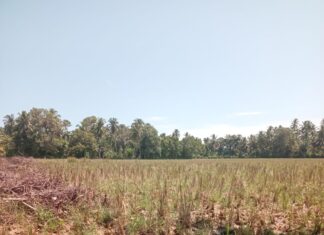 Areal Persawahan Blang Seumasang Kekeringan