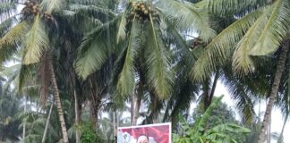 Baliho Aliong Mus Mulai Menjamur di Halsel