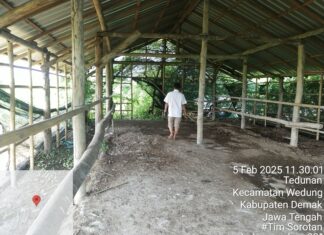 Wooow….Ngeri…!!! Bantuan 10 Ekor Kerbau dari Dinas Peternakan Demak 2023 di Desa Kendalasem Hilang Jejak