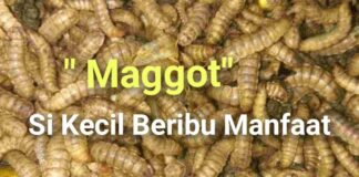 Antara Maggot dan Mimpi Kota Bersih : “Jurus Sakti Wali Kota Depok atau Sekadar Fatamorgana?”