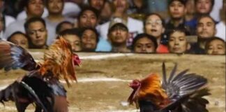Ngeri ! Perjudian Sabung Ayam Diwilayah Kecamatan Gondanglegi Malang Terkesan Kebal Hukum
