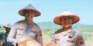 Dukung Ketahanan Pangan Nasional, Kapolres Demak Pimpin Panen Jagung