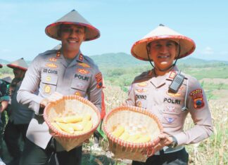 Dukung Ketahanan Pangan Nasional, Kapolres Demak Pimpin Panen Jagung