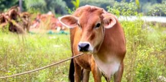 Noce Diduga Tilep Uang Pembelian Hewan Qurban