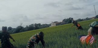 Babinsa Bantu Petani Bersihkan Gulma dan Lakukan Penyulaman Padi