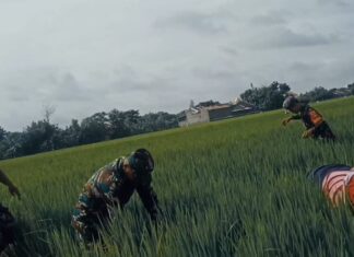 Babinsa Bantu Petani Bersihkan Gulma dan Lakukan Penyulaman Padi