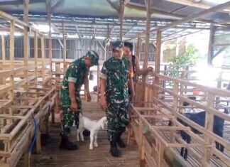 Babinsa Pantau Kesehatan dan Kebersihan Kandang Kambing Perah Dukung Peternak Tingkatkan Produktivitas