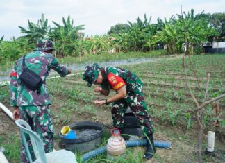 Ketahanan Pangan Jadi Prioritas, Dansatgas TMMD Reguler Ke-125 Kodim 0735/Surakarta Cek Progres Penanaman Jagung