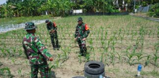 Dansatgas TMMD Reguler Ke-125 Kodim 0735/Surakarta Cek Lahan Ketahanan Pangan Dan Progres Penanaman Jagung