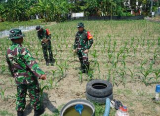 Dansatgas TMMD Reguler Ke-125 Kodim 0735/Surakarta Cek Lahan Ketahanan Pangan Dan Progres Penanaman Jagung