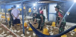 Babinsa Sambangi Kandang Ayam Potong, Pantau Kesehatan Hewan dan Ketersediaan Pangan