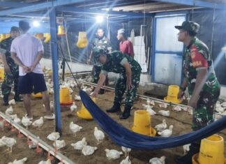 Babinsa Sambangi Kandang Ayam Potong, Pantau Kesehatan Hewan dan Ketersediaan Pangan