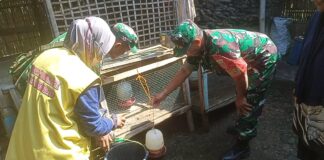 Babinsa Dampingi Pemberantasan Jentik Nyamuk, Cegah DBD di Lingkungan Warga