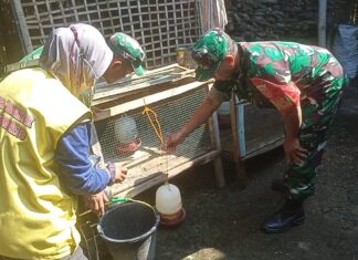 Babinsa Dampingi Pemberantasan Jentik Nyamuk, Cegah DBD di Lingkungan Warga