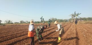 Dorong Ketahanan Pangan, Babinsa Simo Bantu Petani Tanam Jagung di Musim Kemarau