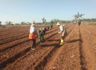 Dorong Ketahanan Pangan, Babinsa Simo Bantu Petani Tanam Jagung di Musim Kemarau