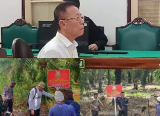 Vonis 10 Tahun dan UP 797 M, Akuang Tak Ditahan Hakim, Koperasi STM Diduga Masih Panen Sawit di Hutan Negara, Kastel Langkat : Dititip ke BKSDA