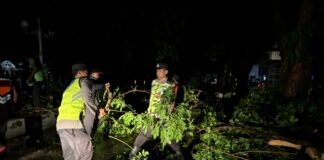 Pohon Tumbang di Sejumlah Titik, Polres Demak Pastikan Jalan Kembali Lancar