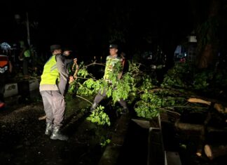 Pohon Tumbang di Sejumlah Titik, Polres Demak Pastikan Jalan Kembali Lancar