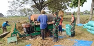 Tak Takut Gatal, Babinsa Bergelut dengan Tleser Demi Bantu Petani