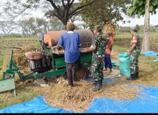 Tak Takut Gatal, Babinsa Bergelut dengan Tleser Demi Bantu Petani