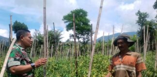 Babinsa Cepogo Turun ke Sawah, Bantu Petani Panen Cabai Demi Ketahanan Pangan
