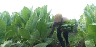 PTPN Cadangkan 500 Hektare Lahan untuk Hidupkan Kembali Kejayaan Tembakau Del