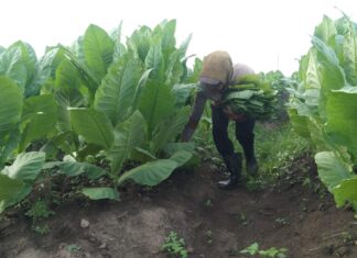 PTPN Cadangkan 500 Hektare Lahan untuk Hidupkan Kembali Kejayaan Tembakau Del