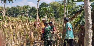 Babinsa Bantu Petani Panen Jagung, Wujud Kepedulian terhadap Ketahanan Pangan