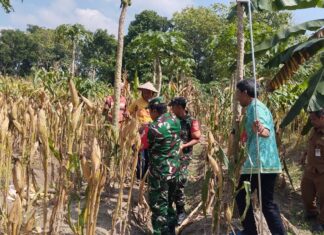 Babinsa Bantu Petani Panen Jagung, Wujud Kepedulian terhadap Ketahanan Pangan