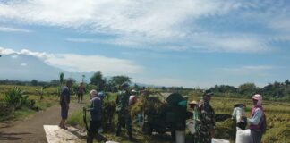 Musim Panen Tiba, Pasukan Loreng Hadir Mendampingi Petani, Jaga Ketahanan Pangan Nasional