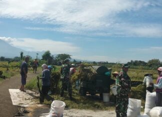 Musim Panen Tiba, Pasukan Loreng Hadir Mendampingi Petani, Jaga Ketahanan Pangan Nasional