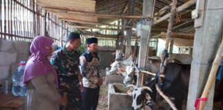 Babinsa Koramil Mojosongo Dorong Peternak Boyolali Tingkatkan Mutu Genetik Sapi Potong