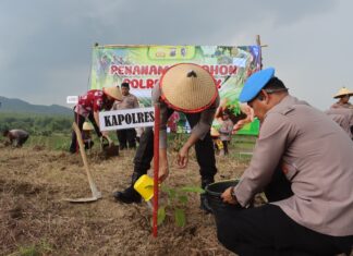 Cegah Longsor, Polres Demak Lakukan Penanaman 500 Pohon Jati di Karangawen