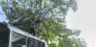 Polres Demak dan BPBD Sigap Evakuasi Pohon Tumbang Akibat Cuaca Ekstrem