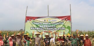 Polres Demak Panen Raya Jagung Serentak, Perkuat Dukungan Swasembada Pangan Nasional