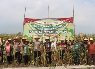 Polres Demak Panen Raya Jagung Serentak, Perkuat Dukungan Swasembada Pangan Nasional