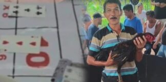 Judi Dadu & Sabung Ayam milik “Cabak” yang berada di Kelurahan Limau Sundai, Kecamatan Binjai Barat, Kota Binjai Kebal Hukum