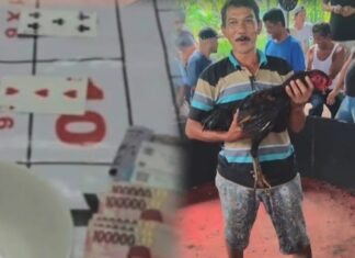 Judi Dadu & Sabung Ayam milik “Cabak” yang berada di Kelurahan Limau Sundai, Kecamatan Binjai Barat, Kota Binjai Kebal Hukum