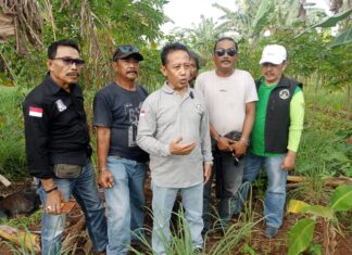 Siswadi & Pardong Tanam Alpukat disela Cucurak
