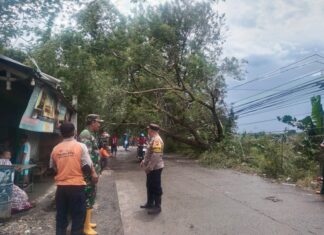 Pohon Tumbang Tutup Jalan Raya, Babinsa dan Bhabinkamtibmas Gerak Cepat Amankan Arus Lalu Lintas