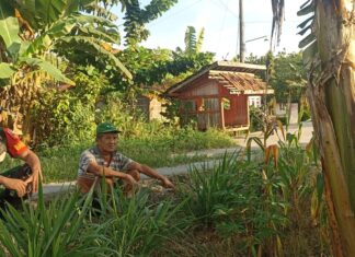 Dekat Dengan Petani, Babinsa Koramil Juwangi Perkuat Ketahanan Pangan