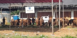 Aset Pemkot Depok di Ciherang Sukatani Dimanfaatkan Untuk Kepentingan Komersial, Puluhan Ruko dan Lapak Sapi Berdiri