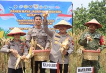 Dukung Ketahanan Pangan Nasional, Polres Demak Gelar Panen Raya Jagung di Karangawen