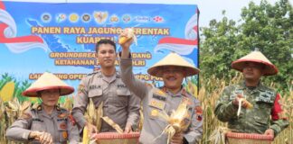 Dukung Ketahanan Pangan Nasional, Polres Demak Gelar Panen Raya Jagung di Karangawen