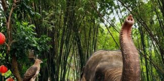 Dari Lensa Jadi Warisan! Taman Safari Bawa Biodiversitas Indonesia Mendunia Lewat IAPVC 2026