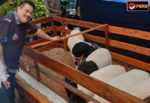 Momentum Idul Adha, UPZ IKA Unpad Tebar Daging Domba Premium Untuk Masyarakat
